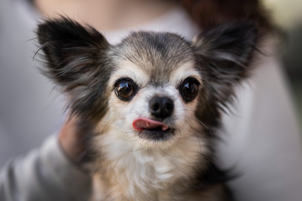 he Chihuahua that outlived an empire: how dogs rediscovered America (then almost disappeared)
