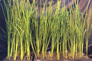 Italy’s tiny space rice could feed astronauts—and maybe the rest of us